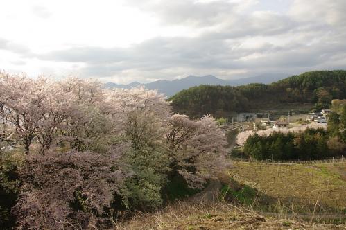 桜と桃の花に囲まれて～♪07