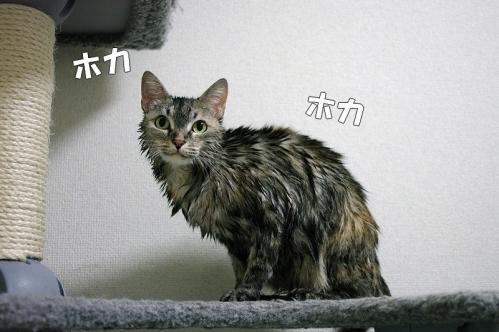 濡れ猫シスターズ01