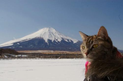 富士山バックに雪遊び♪01