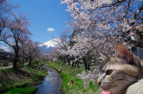 忍野の桜が咲き始めています02