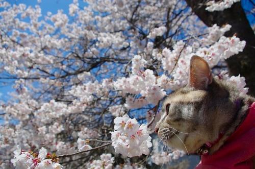 忍野の桜が咲き始めています03