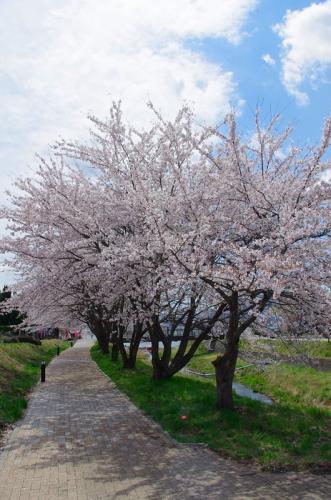 河口湖の桜は満開でした！01