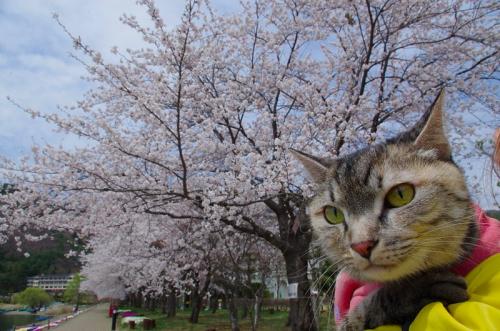 河口湖の桜は満開でした！02
