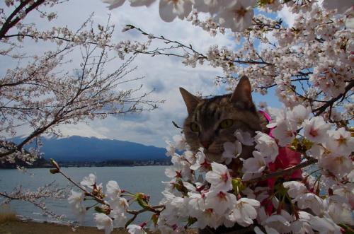 河口湖の桜は満開でした！04