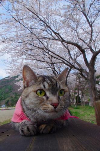 河口湖の桜は満開でした！05