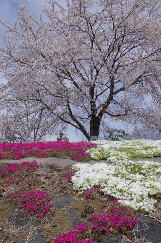 河口湖の桜は満開でした！06
