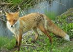 fox2.jpg