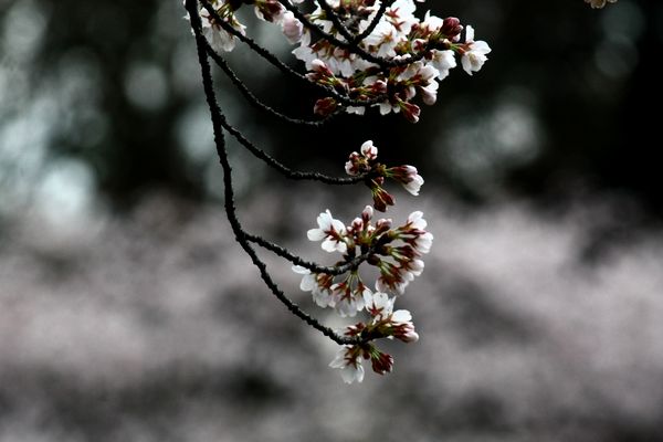桜、眺めつ、春、うらら