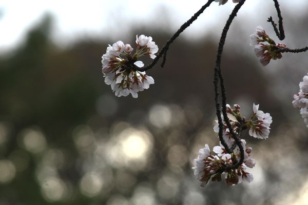桜、眺めつ、春、うらら