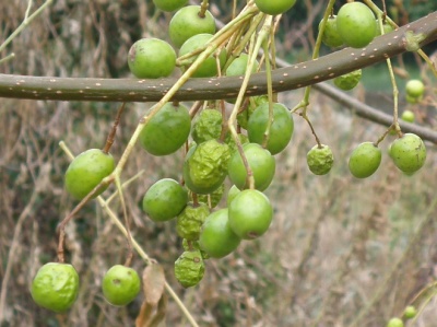PA010019たぶんセンダンの実Zoom_400.jpg