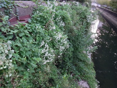 RIMG0161蔓の白い花何？風景_400.jpg