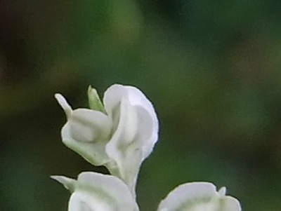 RIMG0165蔓の白い花何？蕾？Zoom_400.jpg