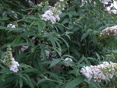 RIMG0199木に白い花と葉何？_400.jpg