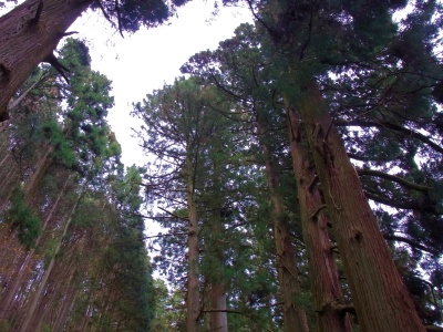RIMG0184降りの杉並木を見上げる_400.jpg