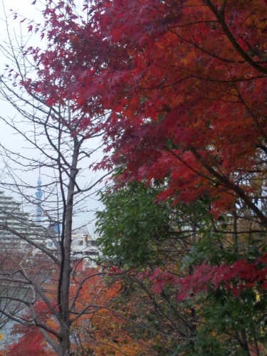 SBSH0222錦木通りの紅葉はるかにスカイツリー_375.jpg