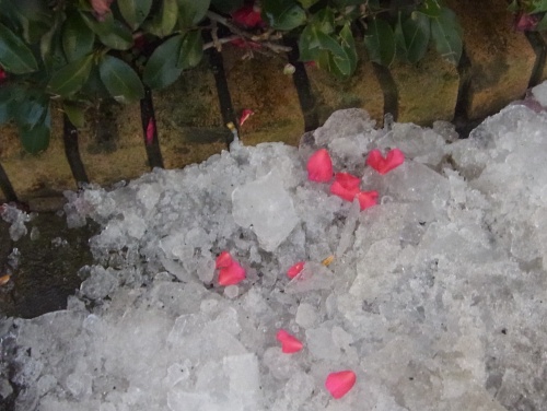 RIMG0042雪に落ちた山茶花の花びら_500.jpg