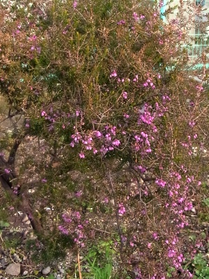 RIMG0012エリカの木に花が_300.jpg