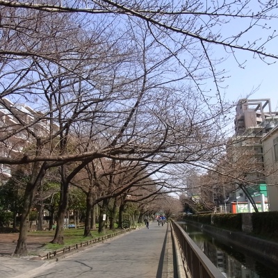 RIMG0056桜並木の3月_400.jpg
