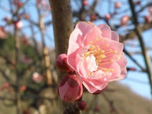 P3250287ピンク色の梅の花Zoom_500.jpg