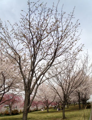 P4100057固い蕾の緑の桜2本_300.jpg