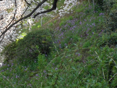 P4060095桜の下の紫の花_400.jpg