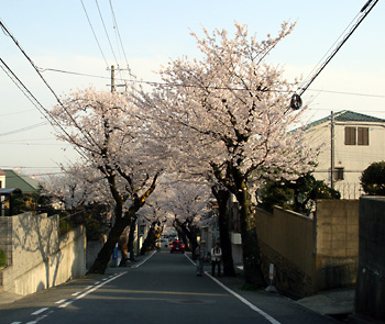 桜のトンネル　