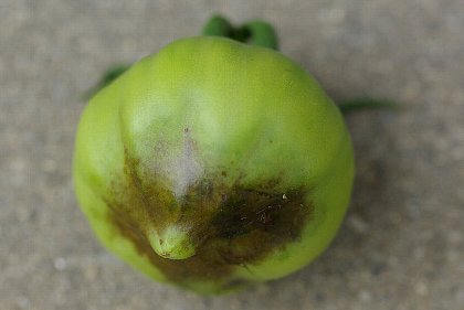 トマトの尻ぐされ防止にカルクロン 初心者のプランター栽培 家庭菜園日記