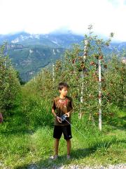 ボルツァーノ  りんご畑