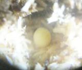 キヨタミ採卵1A