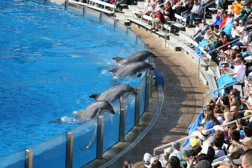 Seaworld Dolphin