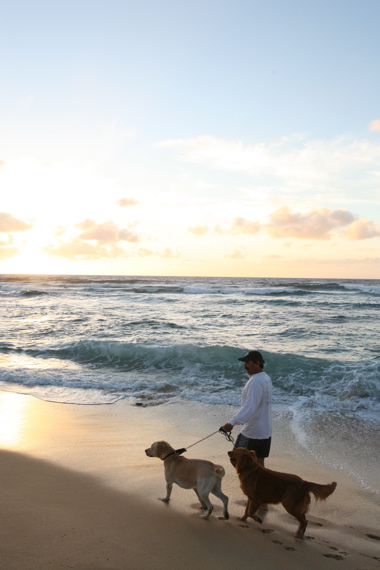 Sandy Beach dogs