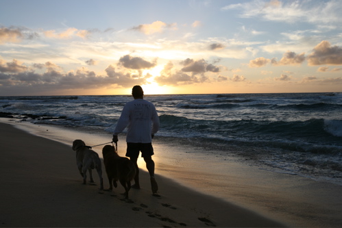 Sandy Beach dogs2