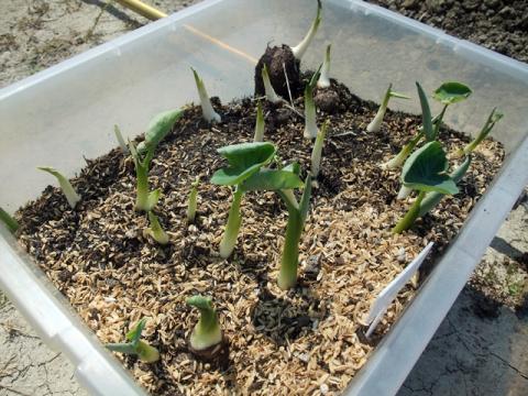 里芋芽出し結果2