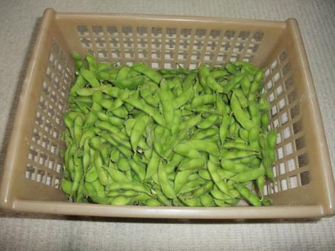 枝豆収穫2