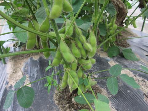 枝豆収穫1