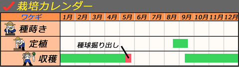 栽培カレンダー_ワケギ