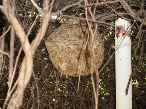 スズメバチの巣