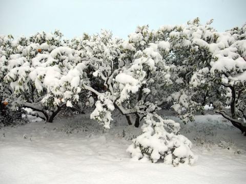 大雪2ハッサクの木