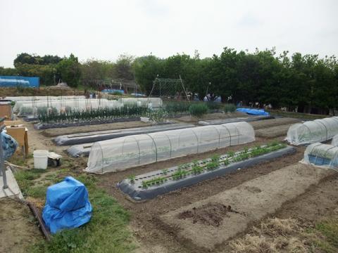 風景2011年5月上旬第一菜園