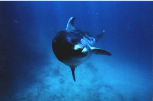 d-31-dolphin.jpg