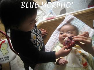 bluemorpho.2011.1.30.2