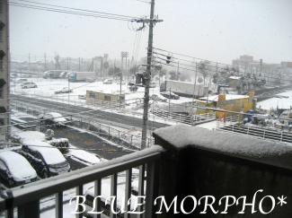 bluemorpho.2011.2.11