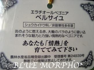 bluemorpho.2011.3.68.3