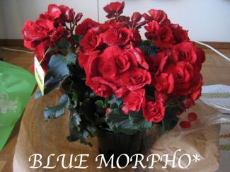 bluemorpho.2011.3.68.2