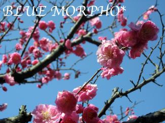bluemorpho.2011.3.15.2