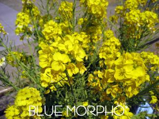 bluemorpho.2011.4.8.1