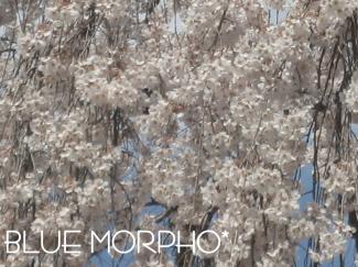 bluemorpho.2011.4.7.5