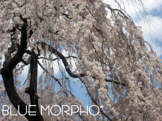 bluemorpho.2011.4.7.6