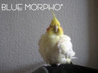 bluemorpho.2011.4.9.3