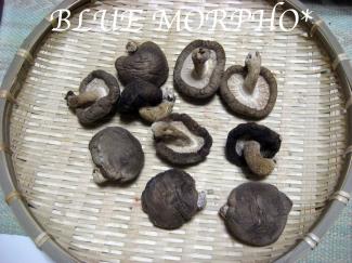 bluemorpho.2011.4.13